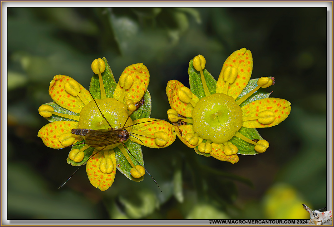 Saxifrages azoïdes